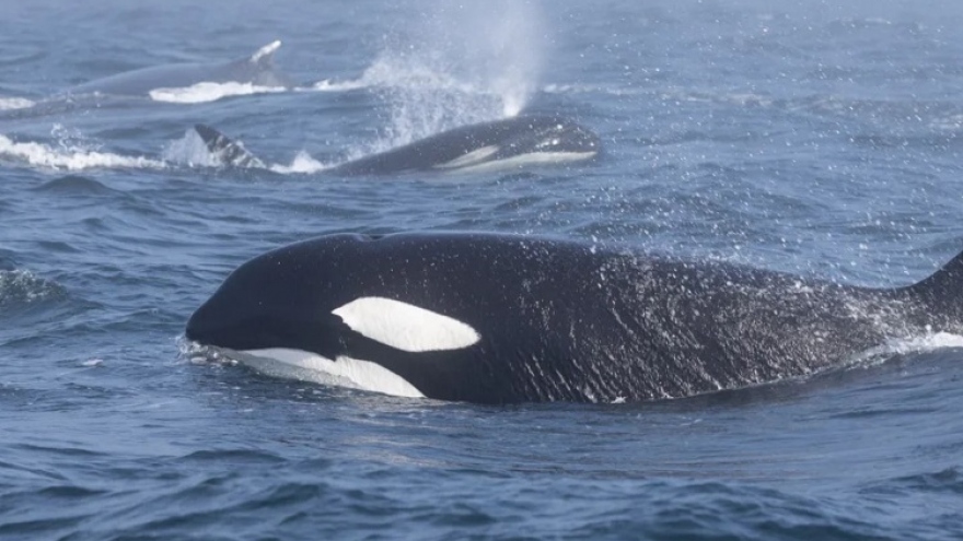 Clip trận chiến kịch tính giữa cá voi sát thủ và cá voi lưng gù